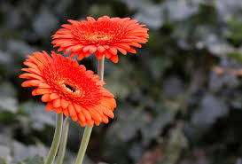 Image result for Gerbera jamesonii
