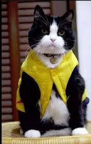 Pin By Saniye Sekerci On Cats Pretty Cats Cats Beautiful Cats