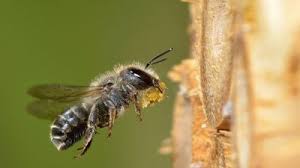 Image result for Isoglossa ciliata