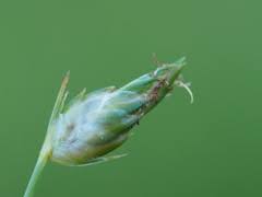 Image result for Abildgaardia ovata