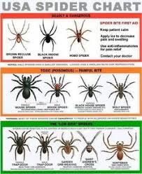 43 Best Bigg Fearr Images Spider Spider Bites Brown Recluse