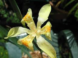 Image result for Dietes flavida