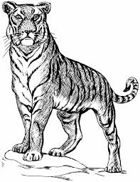 Tutorial about how to draw a realistic bengal tiger with pencil. Tiger Line Drawings For Coloring Tiger Illustration Pet Tiger Line Drawing