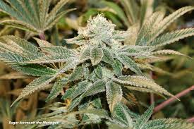 Ceiling fan with wood blades. Understanding And Using Cannabis Leaves Dutch Passion