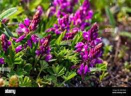 Image result for Polygalaceae