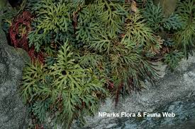 Image result for Selaginella perpusilla