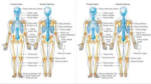 Maybe you would like to learn more about one of these? Otot Rangka Beserta Penjelasan Strukturnya Lengkap