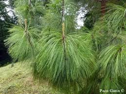 Image result for Dolichos pseudocajanus