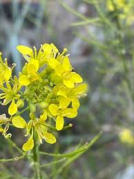 Image result for Erucastrum