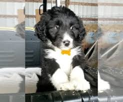 At puppy place we strive for quality, not quantity! Puppies For Sale In Iowa Usa Page 1 10 Per Page Puppyfinder Com