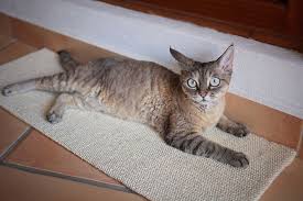 Most cats are attracted to anything with a nubby, coarse or textured surface how do they scratch? Why Does My Cat Scratch The Carpet Your Cat