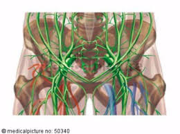 Attached to the pelvis are muscles of the buttocks, the lower back, and the thighs. Anatomy Of The Pelvic Area Doccheck