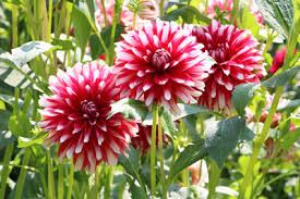 Jetzt dürfen sie damit beginnen, die pflanzstellen für die georginen vorzubereiten. Dahlien Dahlia Pflanzen Pflege Und Uberwintern Gartenlexikon De