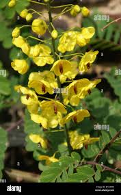 Image result for Caesalpinia decapetala