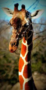 Pin By Rebecca Dinkins On Girrafes Giraffe Pictures Giraffe Giraffe Photos