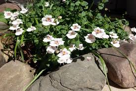 Image result for Diascia
