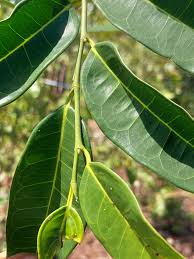 Image result for Trilepisium madagascariense