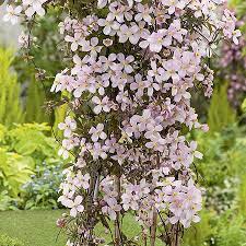 Exquisite, pure white, late spring and early summer flowers with yellow centres and dark green leaves. Clematis Montana Rubens 3l Pot 19 99