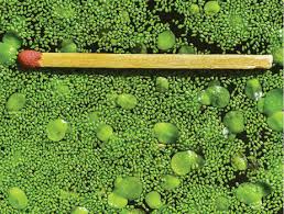 Image result for Wolffia