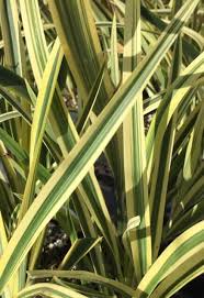 Image result for Phormium