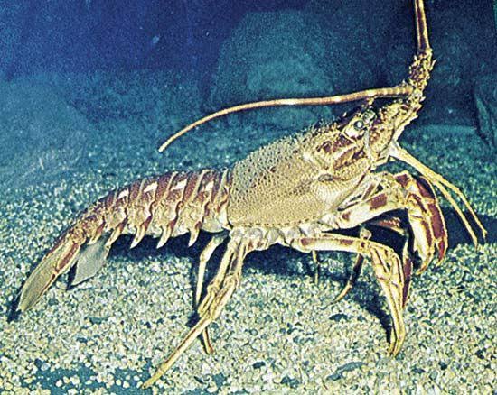 Lobster | Definition, Habitat, Diet, Species, & Facts | Britannica