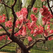 Image result for Psorospermum mechowii