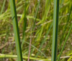 Image result for Schoenoplectus sp.no.3