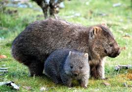 Kylamonkey Baby Animals Australia Animals Cute Animals