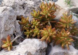 Fetthenne Catania Botanischer Garten Stonecrop Sedum Adolphi Sedum Succulents Plants