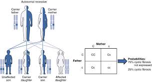 dominant vs recessive difference and comparison diffen