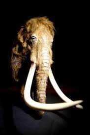 A woolly mammoth skeleton on display in billingshurst, england. 73 Mammoths Ideas Mammoth Wooly Mammoth Prehistoric Animals