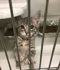 Ascii characters only (characters found on a standard us keyboard); Indy Animal Care Services May Be Forced To Euthanize Animals