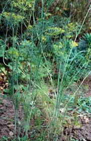 Image result for Anethum