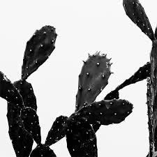 Aesthetic Black And White Cactus Drawing Monochrome Home On Instagram Monochrome Cacti Need We Say More Monochromehome Cactusart Cactiprint Hom Black Aesthetic Black Flowers Black And White