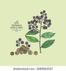 Image result for Embelia libeniana