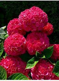 Pin On Flowers Plants Trees