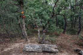 Το απολιθωμένο δάσος της λευκίμης, ηλικίας 40 εκ. Peripatos Sto Apoli8wmeno Dasos Apolithomenodasosmuseum