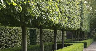 Espalier trees is the term used for pleached fruit trees, designed so that sun can shine on the fruit, making it easier to harvest. Green Screens How To Create A Sense Of Seclusion Without Growing Resentment