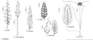 Image result for Pycreus niger