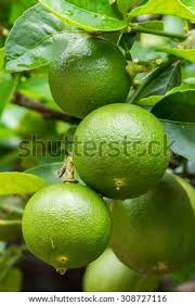 Check spelling or type a new query. Fresh Lime Green On The Tree Lemon Thai Stock Images Page Everypixel