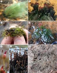 Image result for Podostemaceae