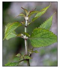 Image result for Isodon