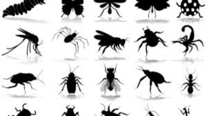 They look to be winged? Types Of Flying Insects North Fulton Pest Solutions