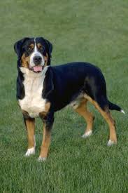 Greater Swiss Mountain Dog Dog Breed Information
