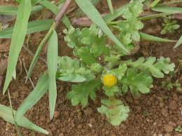 Image result for Grangea anthemoides