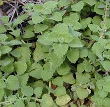 The design qualities of plants—their form, size, color and texture—are emphasized according to the principles and requirements of good landscape design and plant maintenance. Plectranthus Parviflorus Cockspur Flower Creeping Charlie Little Spurflower Spurflower Swedish Ivy White Edged Swedish Ivy North Carolina Extension Gardener Plant Toolbox