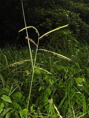 Image result for Brachychloa