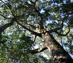 Image result for Olea capensis