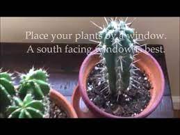 Indoors you should be fine with some 100 ml twice a month, go to once a week when it is growing vigourusly, and to 50 ml once a month when it. How To Care For Indoor Cactus Plants Youtube