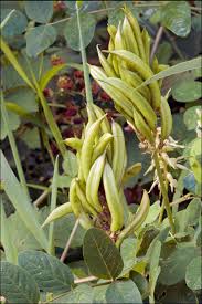 Image result for Astragalus